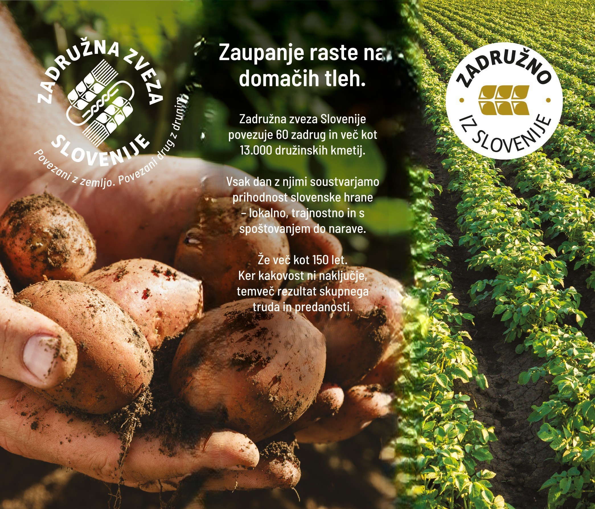 Krompir svetovni dan hrane1